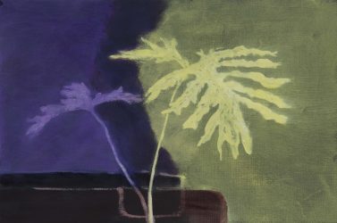 Philodendron