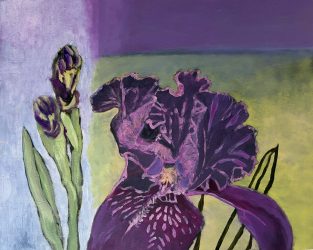 Magenta Iris