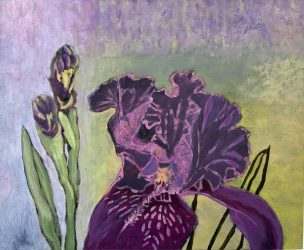 Magenta Iris